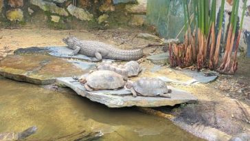 Incautaron más de 60 animales silvestres de un parque recreativo de Cundinamarca