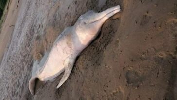 Investigan la muerte de una tonina o delfín rosado, en río Arauca