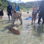 Liberan cinco tortugas marinas y dos tiburones en Playa Lipe
