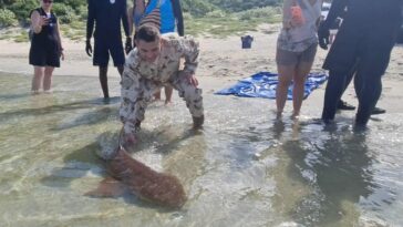 Liberan cinco tortugas marinas y dos tiburones en Playa Lipe