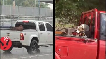 “Mal gesto y matan al pobre perrito”: en Cali uno en plancha bajo la lluvia y en Medellín otro amarrado por el cuello