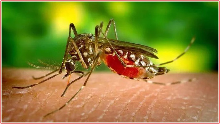 dengue