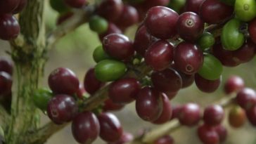 Noroccidente del Huila contará con laboratorio para calidad de café