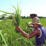 Pequeños productores ya pueden pedir reembolso de 20 % en sus compras de insumos