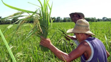 Pequeños productores ya pueden pedir reembolso de 20 % en sus compras de insumos