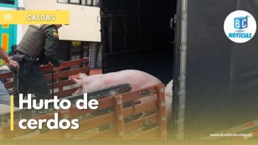 Policía frustró el robo de tres cerdos en una vereda de Neira