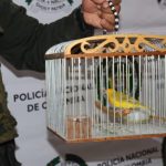 Policía recuperó 23 especies silvestres que estaban en cautiverio