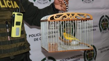Policía recuperó 23 especies silvestres que estaban en cautiverio
