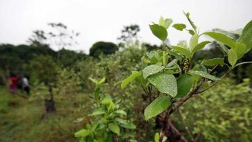 Por primera vez en cinco años, aumentan los cultivos de coca en Vichada