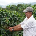 Producción de café en Colombia cayó un 12 % en octubre de 2022