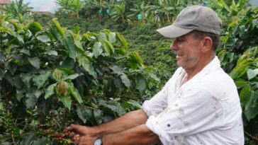 Producción de café en Colombia cayó un 12 % en octubre de 2022