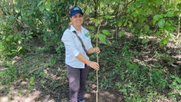 Sembrarán más de 11 mil árboles nativos en la Zona Bananera
