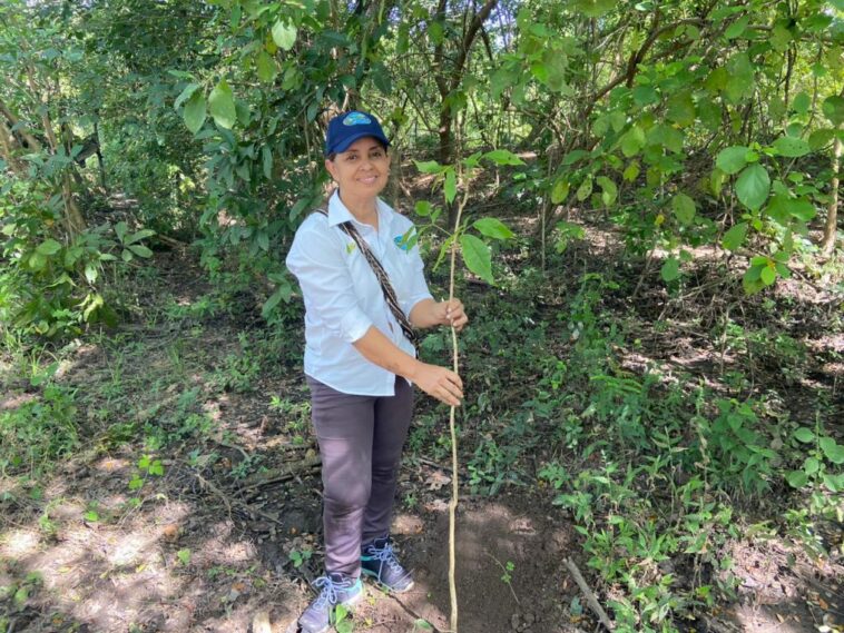 Sembrarán más de 11 mil árboles nativos en la Zona Bananera