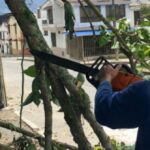 Tala y poda de árboles de manera preventiva en diferentes sectores de Armenia