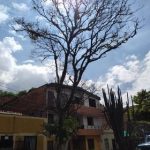 Un árbol está que se cae y pone en peligro a comunidad de Aranjuez