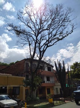 Un árbol está que se cae y pone en peligro a comunidad de Aranjuez