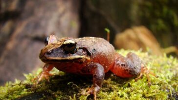 Unimagdalena participa en  descubrimiento de nuevas ranas en  la Sierra Nevada