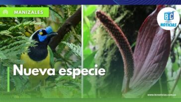 Variedad de aves y nueva especie de Anturio Negro se podrán apreciar en reserva de la ILC en 10 Congreso de Aviturismo