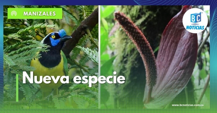 Variedad de aves y nueva especie de Anturio Negro se podrán apreciar en reserva de la ILC en 10 Congreso de Aviturismo