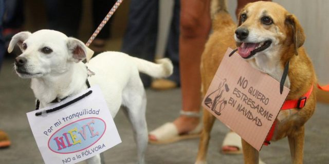 Aumentan en un 50% atenciones en centros veterinarios a causa de mascotas afectadas por pólvora en el Quindío