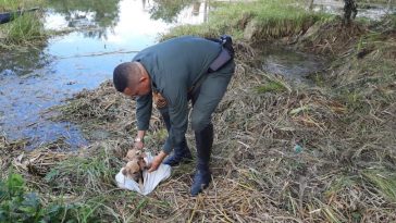 Bolívar | Policía rescata tres cachorros abandonados