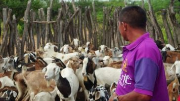 127 animales entre chivos y ovejos, para el beneficio de 36 familias en el municipio de Maicao.