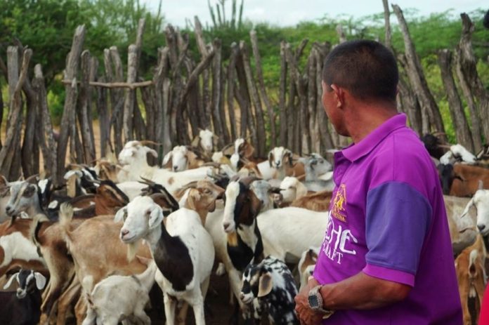 127 animales entre chivos y ovejos, para el beneficio de 36 familias en el municipio de Maicao.