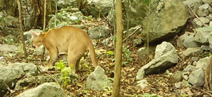 La multinacional asegura ser la primera en subir en diferentes plataformas los diferentes datos de biodiversidad del departamento.