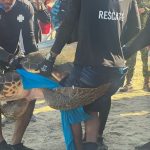 Corpamag, Acuario de El Rodadero y Amazon Conservation Team liberan tortuga carey con transmisor GPS