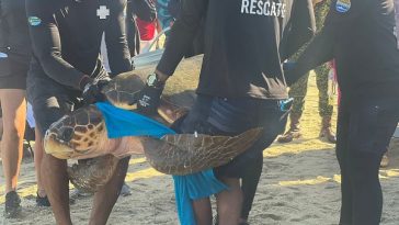 Corpamag, Acuario de El Rodadero y Amazon Conservation Team liberan tortuga carey con transmisor GPS