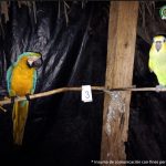 Dejan en libertad traficantes de fauna silvestre capturados en Córdoba