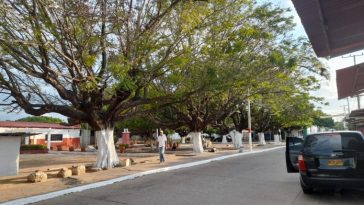 Los corpulentos árboles en época de primavera engalanan las calles y avenidas del municipio.