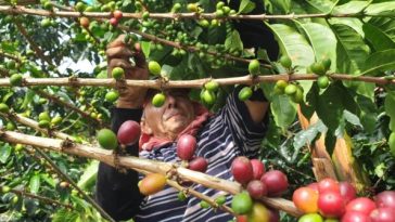 El Quindío y la República de Haití encaminados a fortalecer alianzas productivas y comerciales del café