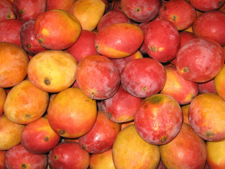 El mango podría impulsar la economía del país en los Estados Unidos
