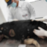El reporte forense del perrito que fue arrastrado dice que: «Le pegaban y lo quemaban»