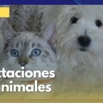 En Caldas preocupa las afectaciones en los animales por el uso de la pólvora