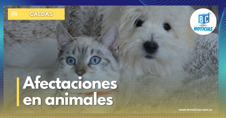 En Caldas preocupa las afectaciones en los animales por el uso de la pólvora