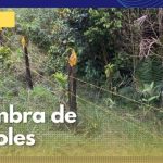 En Samaná sembraron árboles en zonas de abastecimiento