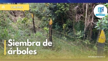 En Samaná sembraron árboles en zonas de abastecimiento