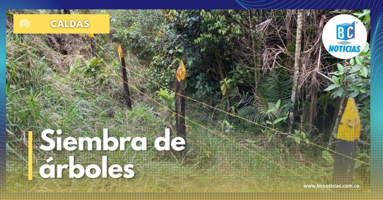 En Samaná sembraron árboles en zonas de abastecimiento