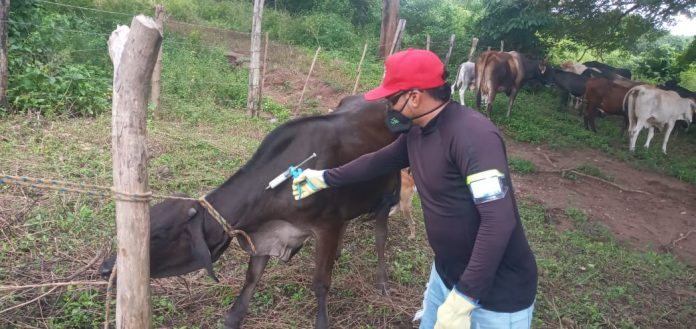 Fedegan e ICA reinicia vacunación en enero del 2023 en la Alta Guajira