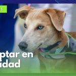 En esta Navidad invitan a adoptar una mascota de la Unidad de Protección Animal de Manizales