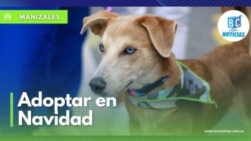 En esta Navidad invitan a adoptar una mascota de la Unidad de Protección Animal de Manizales