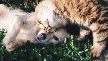 Este sábado se marchará en Manizales en favor de los derechos de los animales