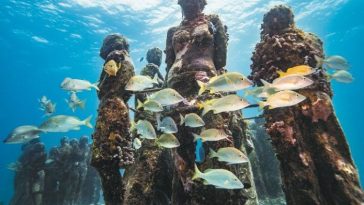 Fundación El Color Azul e IPCC programan charla sobre el papel de los arrecifes artificiales