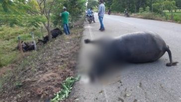 Hombre murió al chocar su moto contra un búfalo