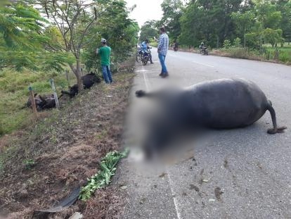 Hombre murió al chocar su moto contra un búfalo