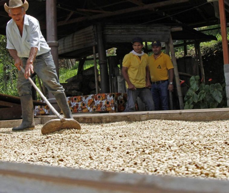 Lanzan campaña para impulsar el ahorro entre familias cafeteras del país