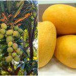 Mango fresco colombiano llega a Estados Unidos por primera vez