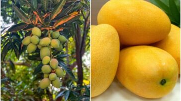 Mango fresco colombiano llega a Estados Unidos por primera vez